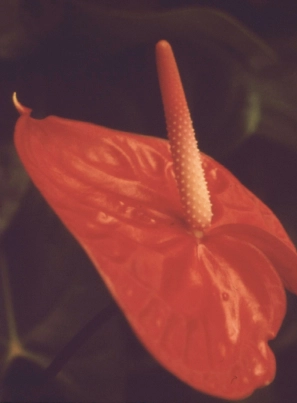 Primo piano di un anthurium rosso.